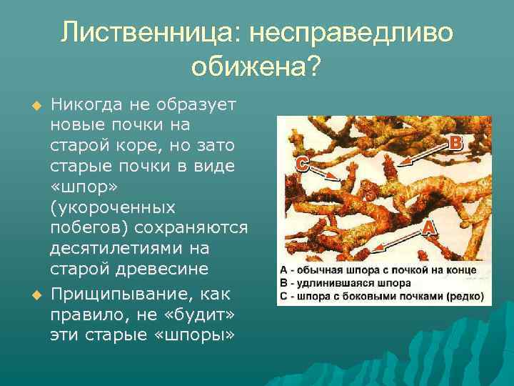 Лиственница: несправедливо обижена? Никогда не образует новые почки на старой коре, но зато старые