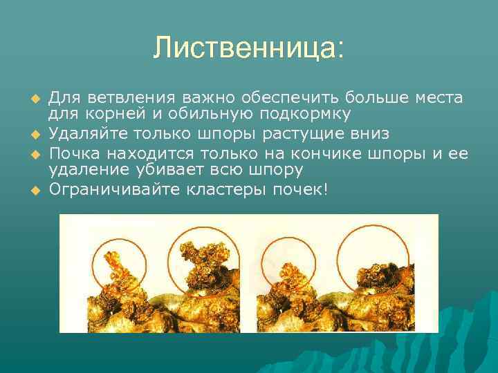 Лиственница: Для ветвления важно обеспечить больше места для корней и обильную подкормку Удаляйте только