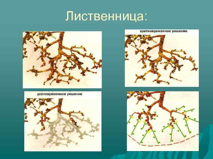 Лиственница: 