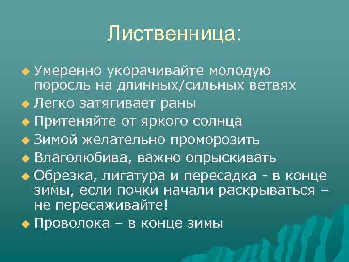 Лиственница: Умеренно укорачивайте молодую поросль на длинных/сильных ветвях Легко затягивает раны Притеняйте от яркого