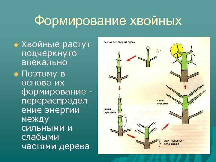 Формирование хвойных Хвойные растут подчеркнуто апекально Поэтому в основе их формирование перераспредел ение энергии
