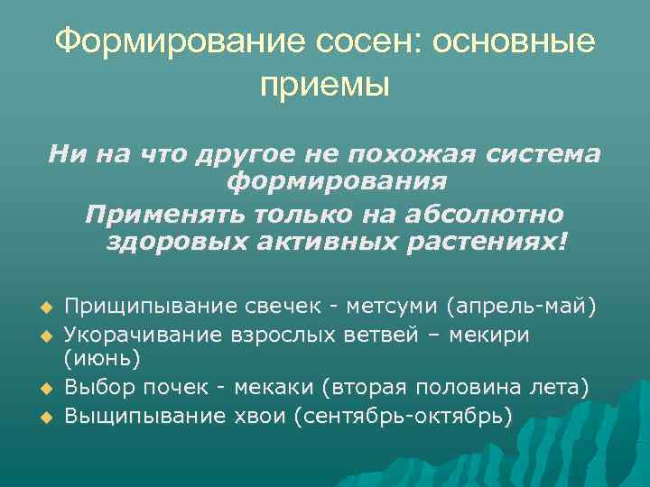 Формирование сосен: основные приемы Ни на что другое не похожая система формирования Применять только