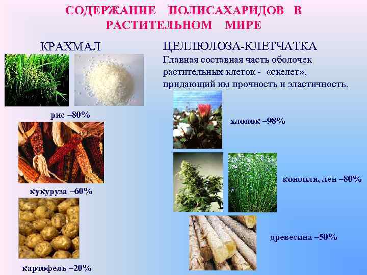 СОДЕРЖАНИЕ ПОЛИСАХАРИДОВ В РАСТИТЕЛЬНОМ МИРЕ КРАХМАЛ ЦЕЛЛЮЛОЗА-КЛЕТЧАТКА Главная составная часть оболочек растительных клеток -