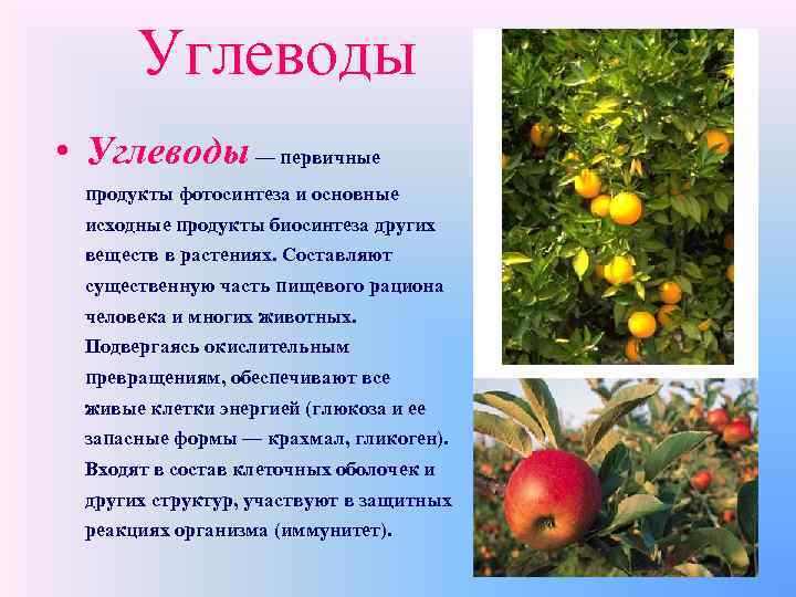 Углеводы • Углеводы — первичные продукты фотосинтеза и основные исходные продукты биосинтеза других веществ