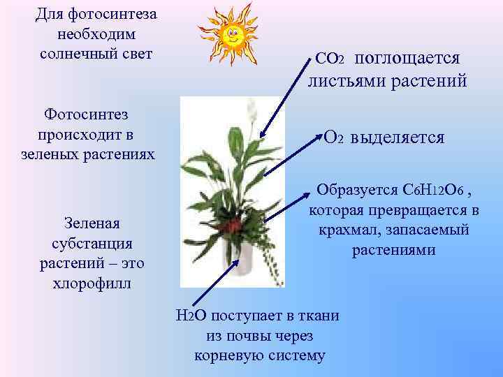 Для фотосинтеза необходим солнечный свет СО 2 поглощается листьями растений Фотосинтез происходит в зеленых