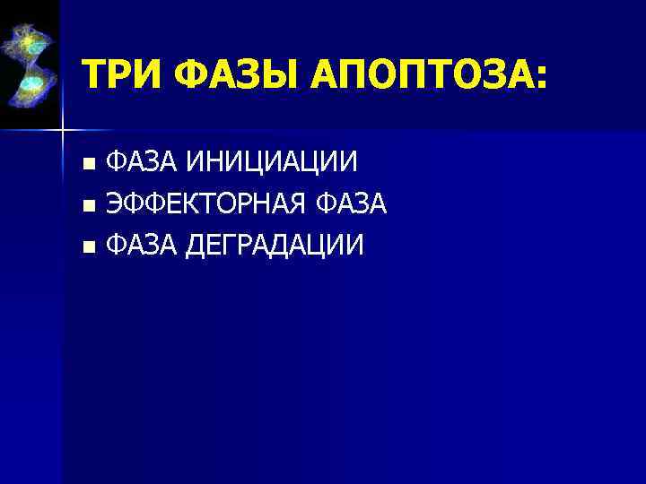 ТРИ ФАЗЫ АПОПТОЗА: ФАЗА ИНИЦИАЦИИ n ЭФФЕКТОРНАЯ ФАЗА n ФАЗА ДЕГРАДАЦИИ n 