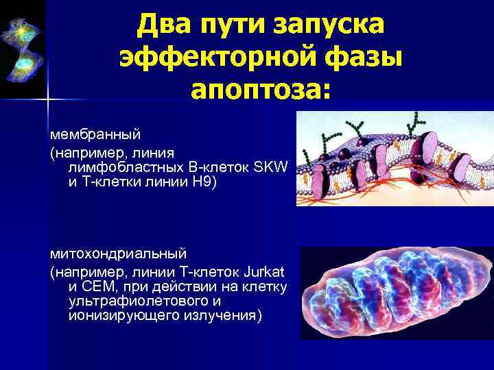 Два пути запуска эффекторной фазы апоптоза: мембранный (например, линия лимфобластных В-клеток SKW и T-клетки