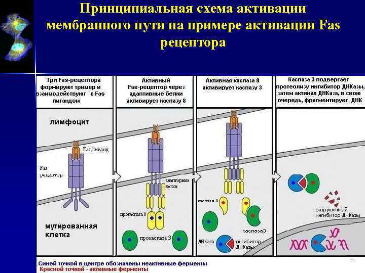 Принципиальная схема активации мембранного пути на примере активации Fas рецептора 