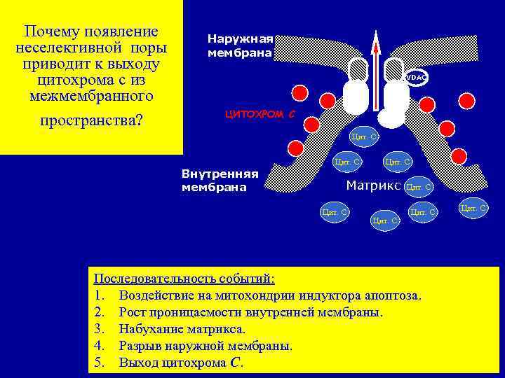 Почему появление неселективной поры приводит к выходу цитохрома с из межмембранного пространства? Наружная мембрана