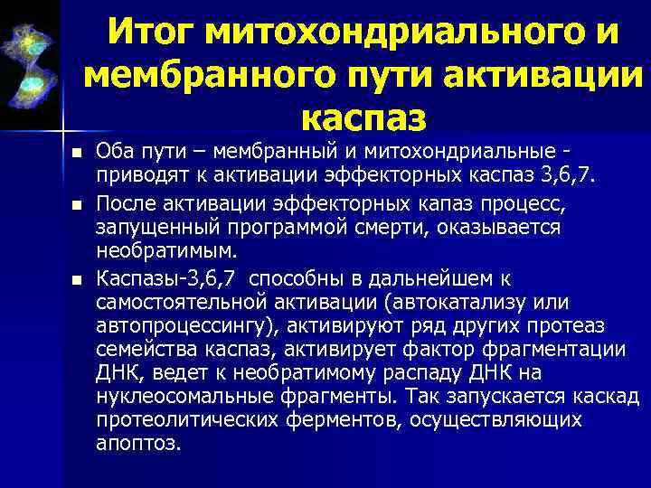 Итог митохондриального и мембранного пути активации каспаз n n n Оба пути – мембранный