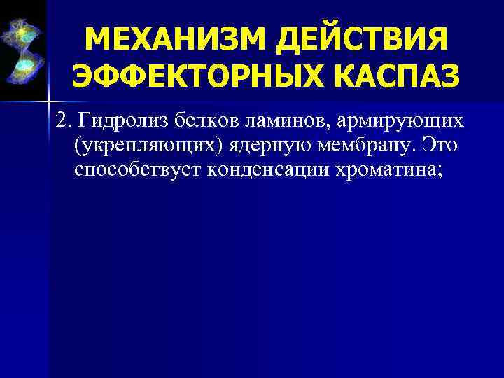 МЕХАНИЗМ ДЕЙСТВИЯ ЭФФЕКТОРНЫХ КАСПАЗ 2. Гидролиз белков ламинов, армирующих (укрепляющих) ядерную мембрану. Это способствует