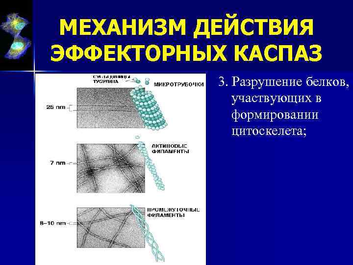 МЕХАНИЗМ ДЕЙСТВИЯ ЭФФЕКТОРНЫХ КАСПАЗ 3. Разрушение белков, участвующих в формировании цитоскелета; 