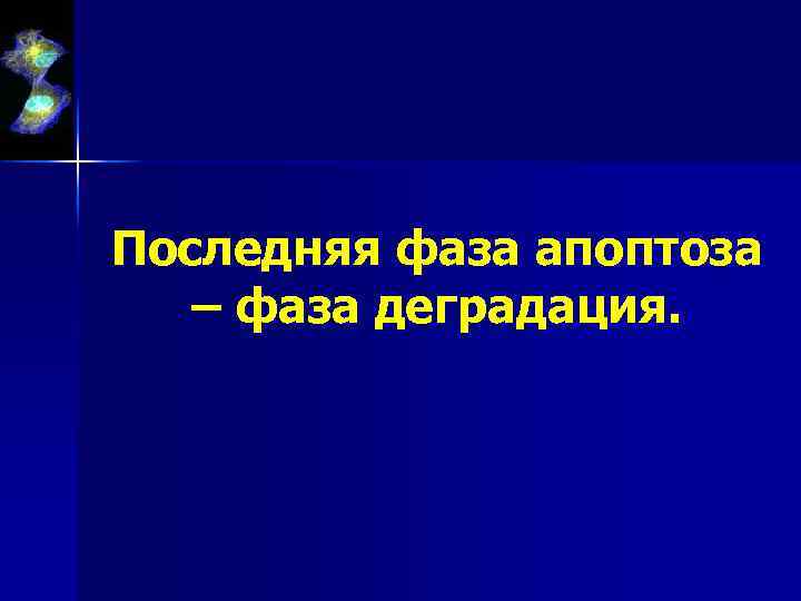 Последняя фаза апоптоза – фаза деградация. 