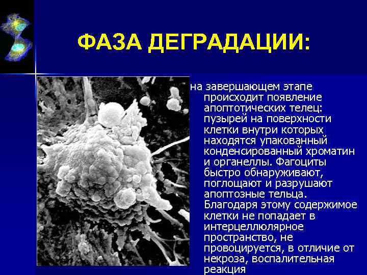 ФАЗА ДЕГРАДАЦИИ: на завершающем этапе происходит появление апоптотических телец: пузырей на поверхности клетки внутри