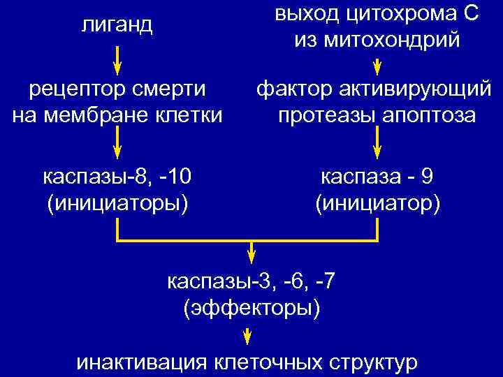 лиганд выход цитохрома С из митохондрий рецептор смерти на мембране клетки фактор активирующий протеазы