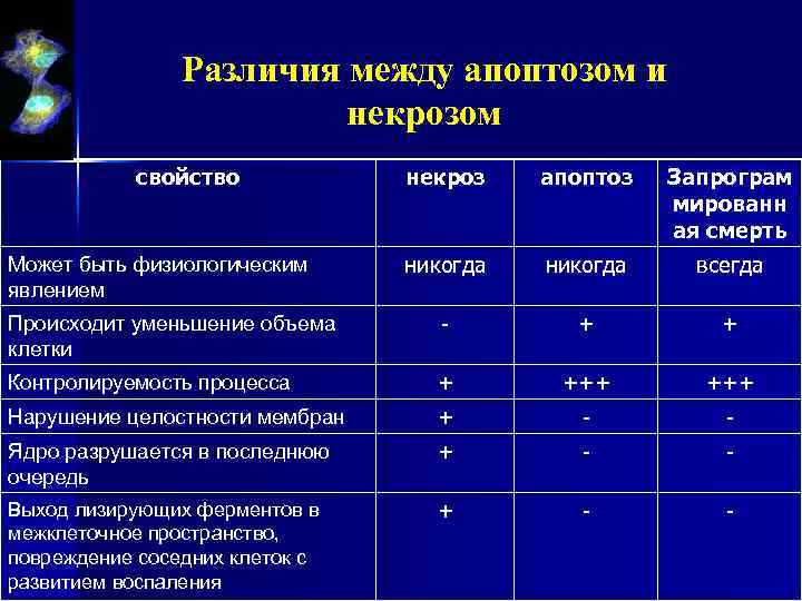 Отличие некроза от апоптоза. Различия между апоптозом и некрозом. Различия апоптоза и некроза. Сравнительная таблица некроз и апоптоз.