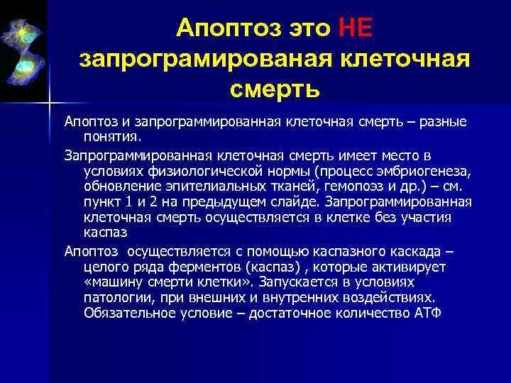 Апоптоз это НЕ запрограмированая клеточная смерть Апоптоз и запрограммированная клеточная смерть – разные понятия.