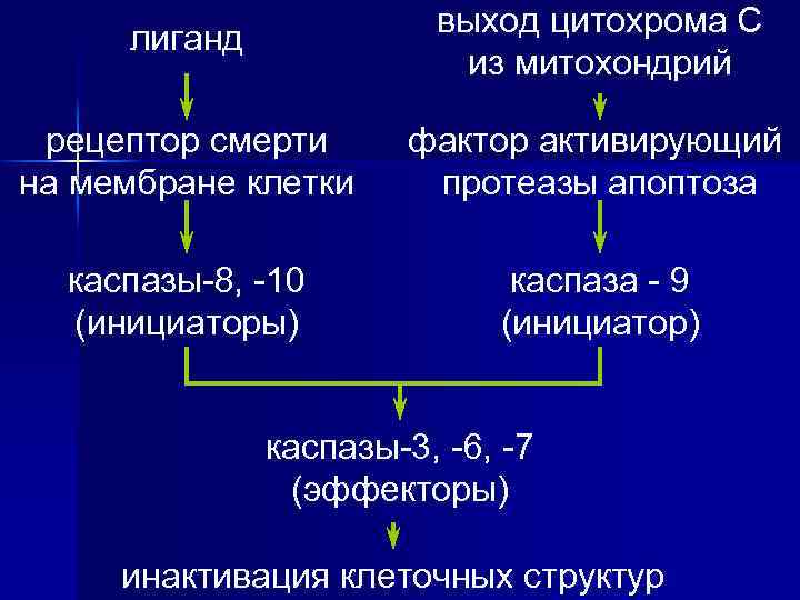 лиганд выход цитохрома С из митохондрий рецептор смерти на мембране клетки фактор активирующий протеазы