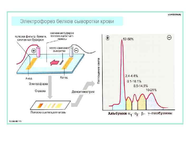 Методика электрофореза. Разделение белковых фракций крови методом электрофореза. Электрофорез белков принцип метода. Электрофорез белков плазмы крови. Схема электрофоретического разделения белков сыворотки.