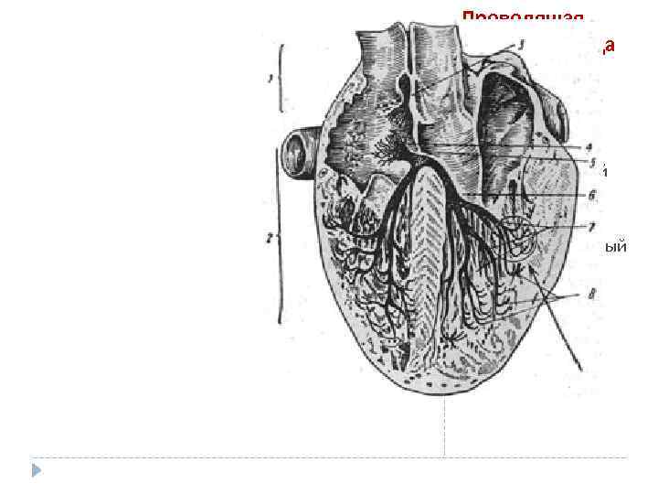 Проводящая система сердца 1 - предсердия 2 –желудочки 3 -синоатриальный узел 4 атриоветрикулярный узел(