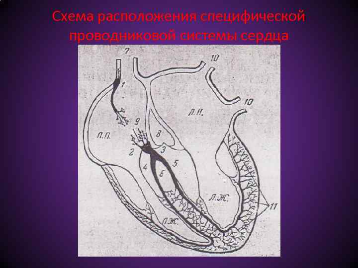 Схема расположения специфической проводниковой системы сердца 