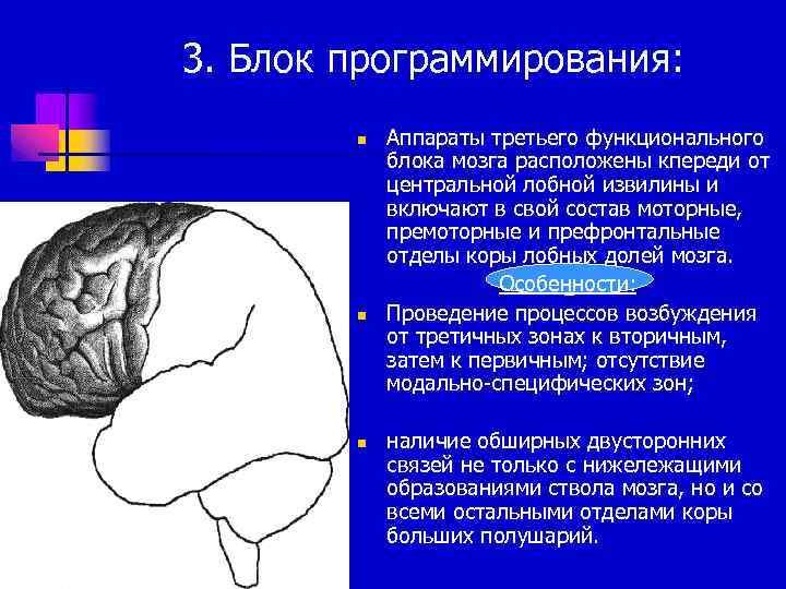 Блок мозгов. Префронтальные отделы коры блок мозга. Конвекситальная лобная кора функционального блока мозга. 3 Блок программирования Лурия. Префронтальная кора 3 блок мозга.