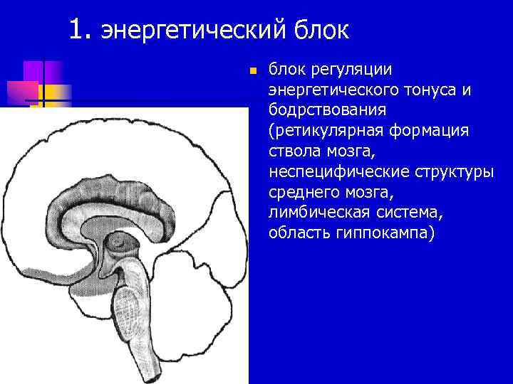 Энергетический блок мозга блок регуляции тонуса и бодрствования презентация