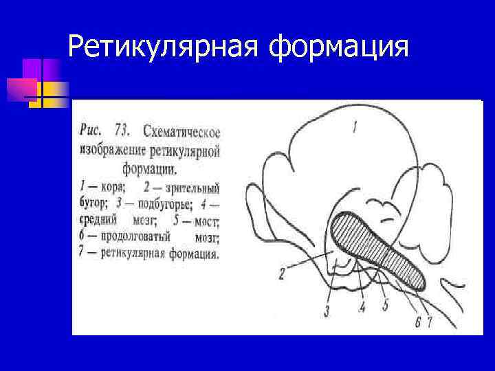 Ретикулярная формация презентация