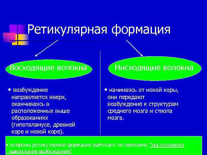 Ретикулярная формация Восходящие волокна • возбуждение направляется вверх, оканчиваясь в расположенных выше образованиях (гипоталамусе,
