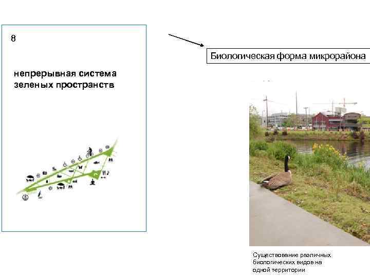 8 Биологическая форма микрорайона непрерывная система зеленых пространств Существование различных биологических видов на одной