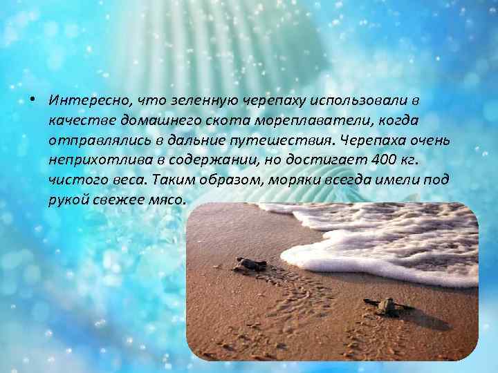  • Интересно, что зеленную черепаху использовали в качестве домашнего скота мореплаватели, когда отправлялись