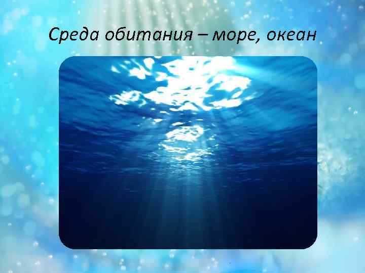 Среда обитания – море, океан 