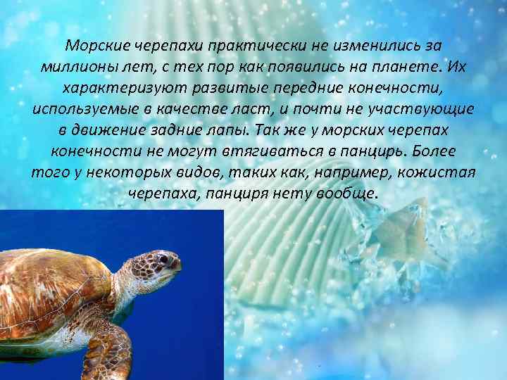 Морские черепахи практически не изменились за миллионы лет, с тех пор как появились на