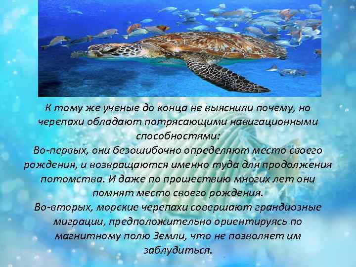 К тому же ученые до конца не выяснили почему, но черепахи обладают потрясающими навигационными
