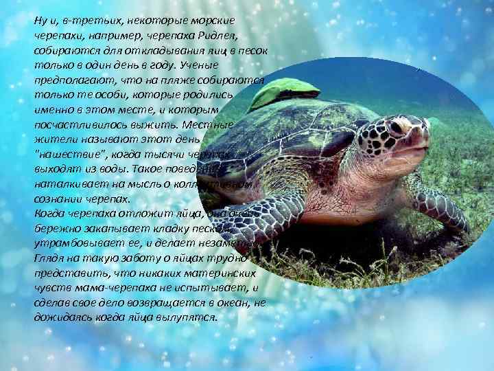 Ну и, в-третьих, некоторые морские черепахи, например, черепаха Ридлея, собираются для откладывания яиц в