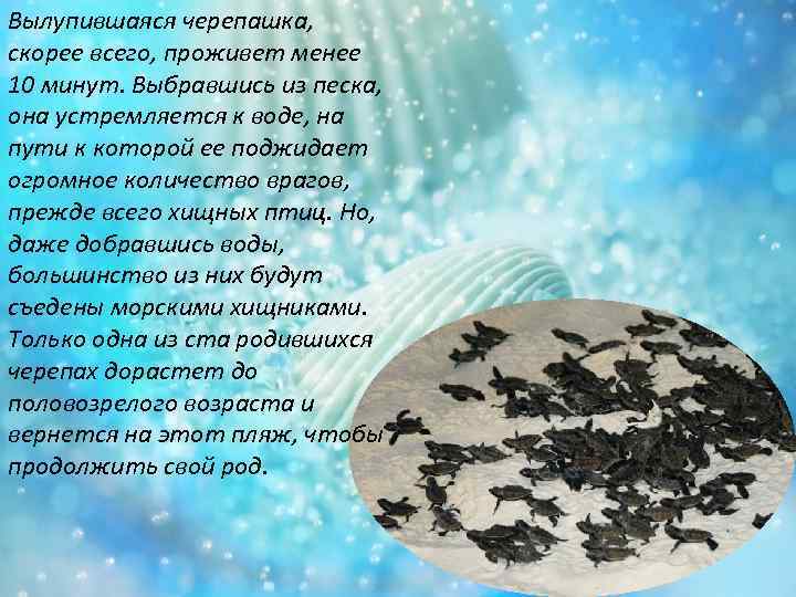 Вылупившаяся черепашка, скорее всего, проживет менее 10 минут. Выбравшись из песка, она устремляется к