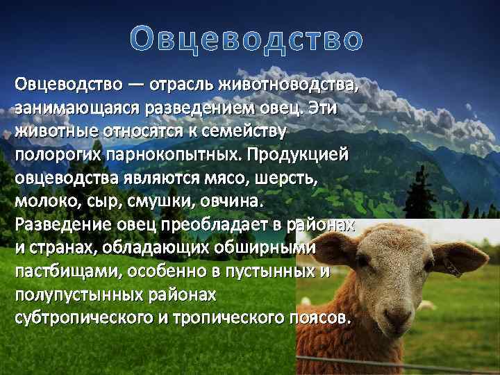 Овцеводство — отрасль животноводства, занимающаяся разведением овец. Эти животные относятся к семейству полорогих парнокопытных.