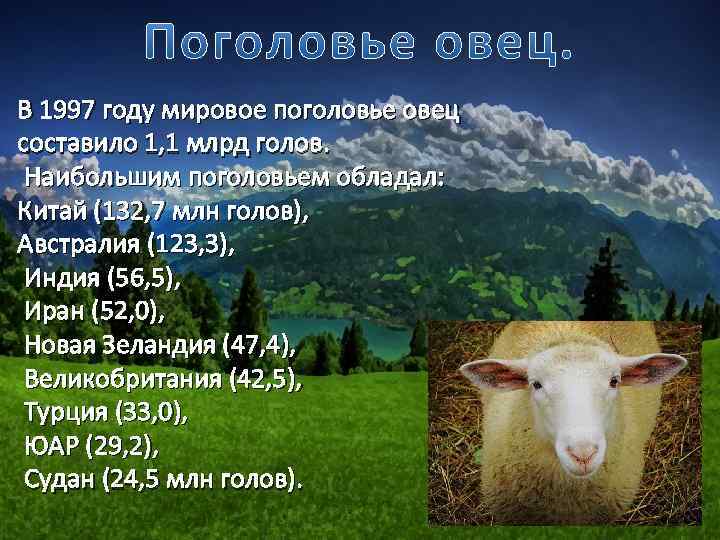 В 1997 году мировое поголовье овец составило 1, 1 млрд голов. Наибольшим поголовьем обладал: