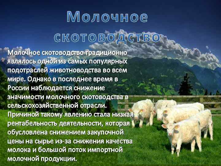 Верблюдоводство Звероводство Молочное скотоводство традиционно Козоводство являлось одной из самых популярных Коневодство подотраслей животноводства