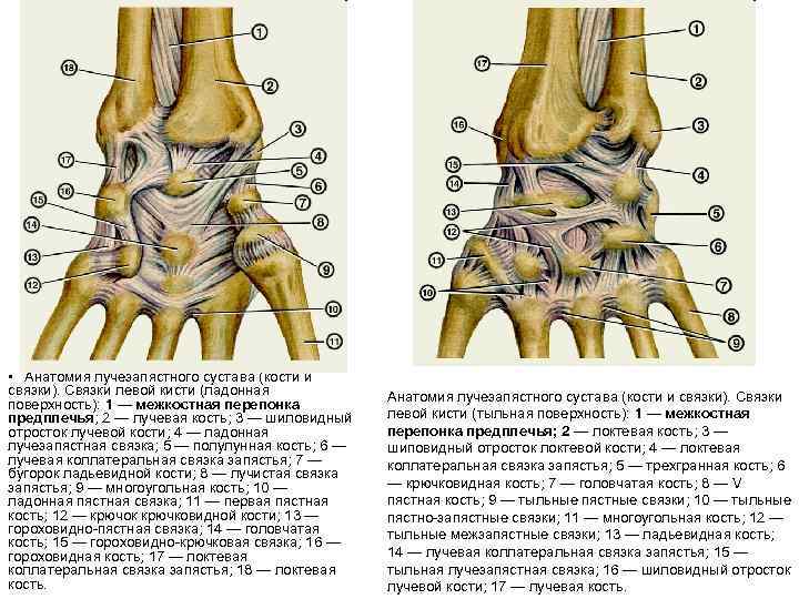  • Анатомия лучезапястного сустава (кости и связки). Связки левой кисти (ладонная поверхность): 1