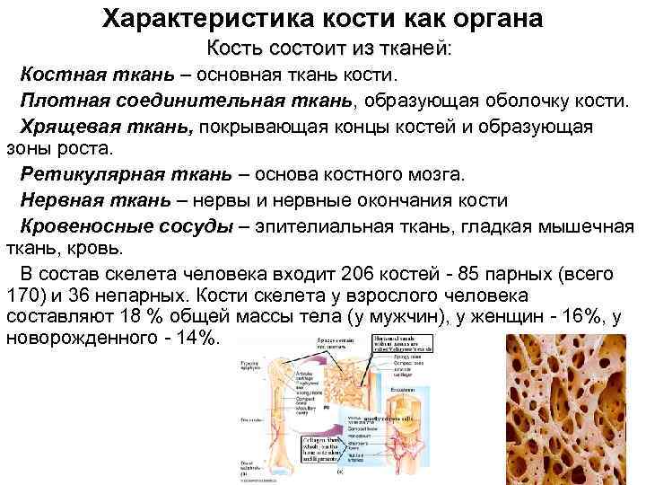 Характеристика кости как органа Кость состоит из тканей: Костная ткань – основная ткань кости.