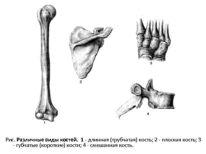 Схема виды костей