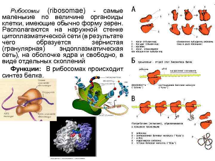 Наличие рибосом