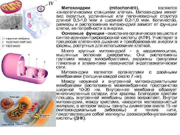 Митохондрии (mitochondrii), являются «энергетическими станциями клетки» . Митохондрии имеют вид округлых, удлиненных или палочковидных