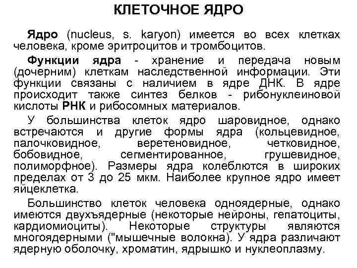 КЛЕТОЧНОЕ ЯДРО Ядро (nucleus, s. karyon) имеется во всех клетках человека, кроме эритроцитов и