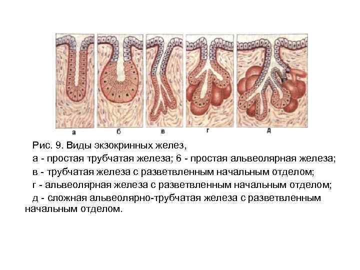 Простые железы