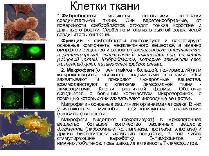 Единичные клетки. Фибробласт функции гистология. Фиброцит функции гистология. Фибробласты строение и функции. Фибробласты функции.