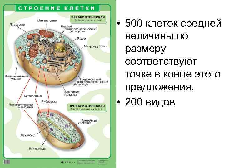  • 500 клеток средней величины по размеру соответствуют точке в конце этого предложения.
