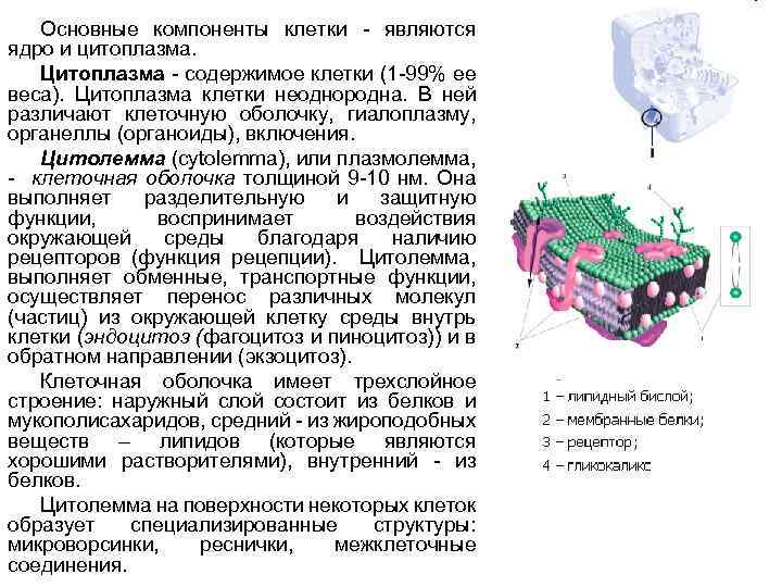 Основным компонентом клетки является. Основные компоненты клетки. Основные компоненты цитоплазмы. Основные компоненты ядра клетки.