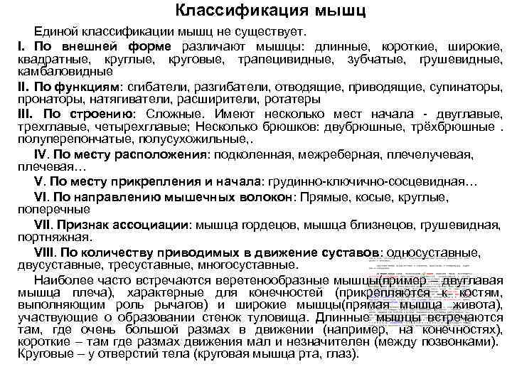 Классификация мышц Единой классификации мышц не существует. I. По внешней форме различают мышцы: длинные,